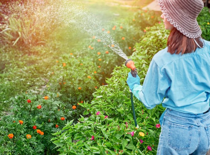 Deszczówka w ogrodzie – tania i ekologiczna alternatywa podlewania